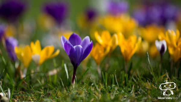 Frühling Blumen Frühlingsanzeiger